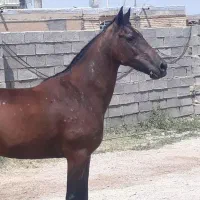 مادیان فروشی