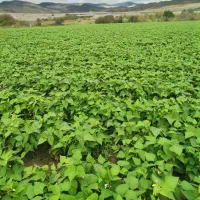 لوبیا چیتی وسبز|خوردنی و آشامیدنی|منجوان, |دیوار