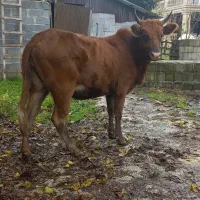 لیشه ۷ماه آبستن ( گاو گوساله تلیسه ورزا کوله )