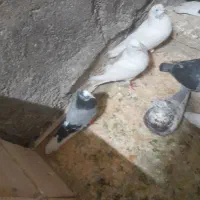 کفتر  رنگی|پرنده|پاکدشت, پاکدشت (مامازند)|دیوار