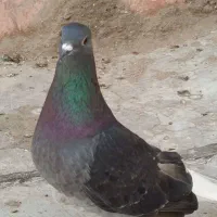 ماده دم سفیدپاک