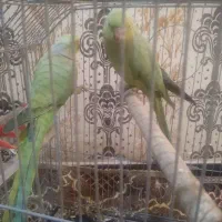 دوجفت طوطی ملنگو|پرنده|اهواز, کوروش|دیوار