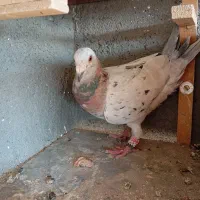 کفتر کبوتر رنگه|پرنده|مشهد, قائم|دیوار