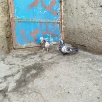 کفتر غریب گیری|پرنده|مشگین شهر, |دیوار