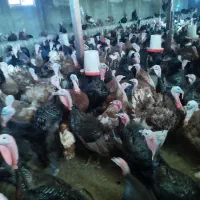 بوقلمون بوربون محلی