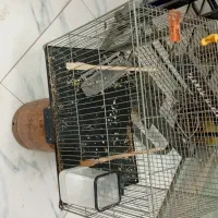 قفس پرنده با کلیه لوازمات