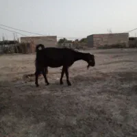 گوسفندان فروشی