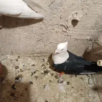 کبوترعتیقه نر|پرنده|مشهد, عامل|دیوار