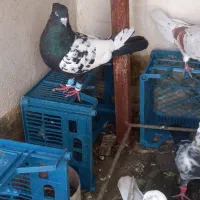 کبوتر  کفتر