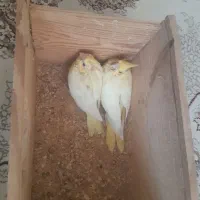 ۲ عدد جوجه عروس سرلاکی