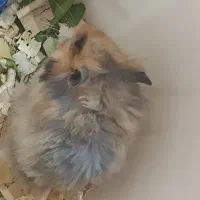 فروش استثنایی همستر همه نژادها فقط تماس|موش و خرگوش|علی‌آباد کتول, |دیوار