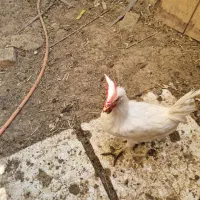 خروس