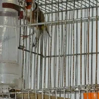 سهره دهن دار جوجه قفس پا سفید نوک سفید دهن دار
