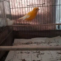 ۲ تا قناری نر بخون و سررحال|پرنده|ساری, |دیوار