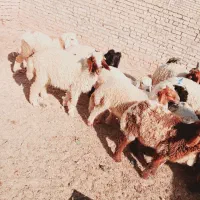 بره گوسفند|حیوانات مزرعه|اهواز, گلدشت|دیوار