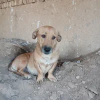 سگ اتوبوسی