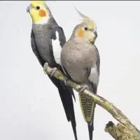 عروس هلندی جفت