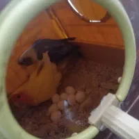 طوطی برزیلی جفت با تخم|پرنده|زنجان, |دیوار