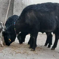 قوچ قارا قزال لوخت موسیم|حیوانات مزرعه|کوثر, |دیوار