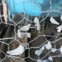 کفتر|پرنده|قم, دورشهر|دیوار