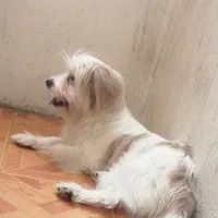 سگ پامر اشپیتز