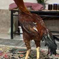 لاری|حیوانات مزرعه|گرگان, |دیوار