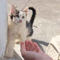 بچه گربه دیش ۳ماهه|گربه|بندر انزلی, معلم|دیوار