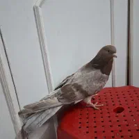 کبوتر نوک قنار نر|پرنده|تهران, وصفنارد|دیوار