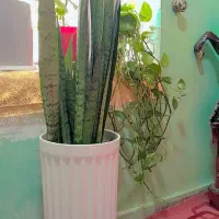 گل سانسوریا|گل و گیاه طبیعی|ایذه, |دیوار