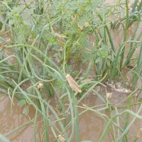 کاه خار دانه دار