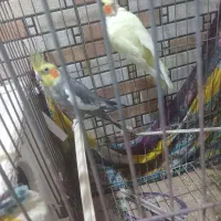 عروس هلندی نرماده سخنگو بشرط تخم و جوجه