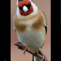 سهره  نربخون به شرط