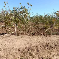 کار کشاورزی|خدمات باغبانی و درختکاری|زرند, |دیوار