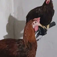 مرغ و خروس