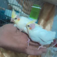 چهار  عدد جوجه عروس لوتیتو فروشی