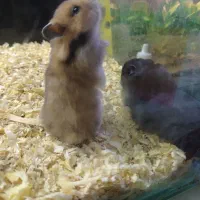 همستر قهوه‌ای،سفید|موش و خرگوش|کرج, کیانمهر|دیوار