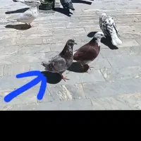 گمشده
