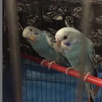 جوجه مرغ عشق نر و ماده