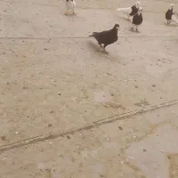 کبوتر پرشی نر|پرنده|شال, |دیوار