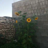 فروش خانه ویلایی ۱۰۰ متری ۲ خوابه در گلستان|فروش خانه و ویلا|شیراز, گلستان|دیوار