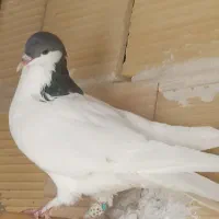 زیورالات،حراج،شصتی،فقط،پانصد