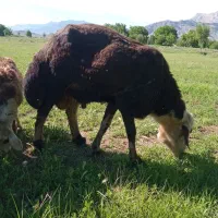 قوچ افشار پلنگی