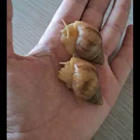 حلزون وارداتی آلبینو متخصص درمان پوست