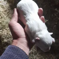 توله عروسکی|سگ|سراب, |دیوار