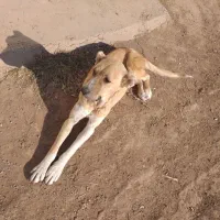 سگ سرابی ماده|سگ|نمین, |دیوار