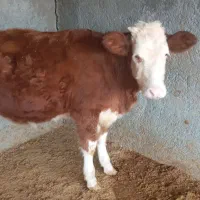 یک عدد گوساله سیمینتال ماده قرمز|حیوانات مزرعه|بیستون, |دیوار