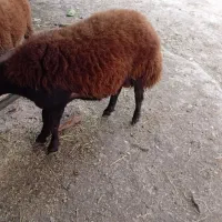بره نر