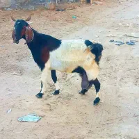 بز پاکستانی لنگه دوقلو  بازدید ریگان الکی مزاحم نش
