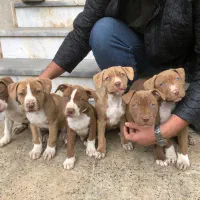 توله سگ پیتبول