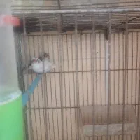 فنچ لپ سیاه ماژیکی ابلغ کاکلی